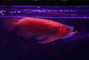 Arowana fishes of different kinds and sizes for sale