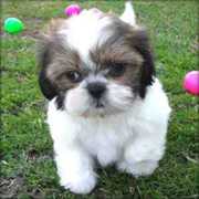 Adorable and playful Shih Tzu puppies 